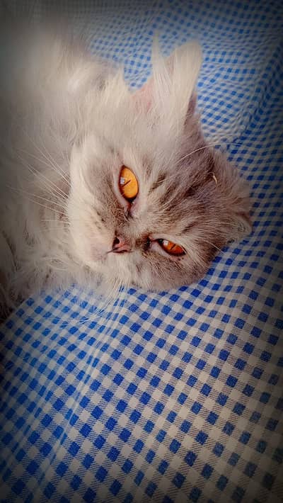Triple Cote pure Persian cat in gray color
