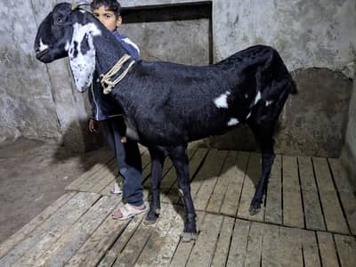 Dood wali Bakri Forslae