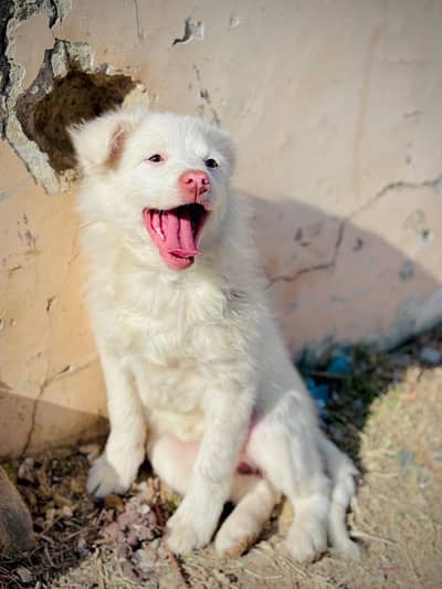 Russian Puppy Pink Nose dog