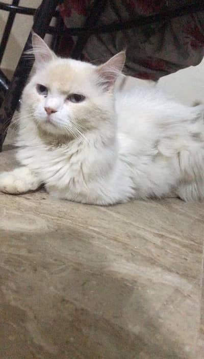 long coated male available for mating