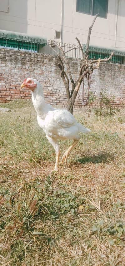 Shamo cross | Heera Paper white | Murgha