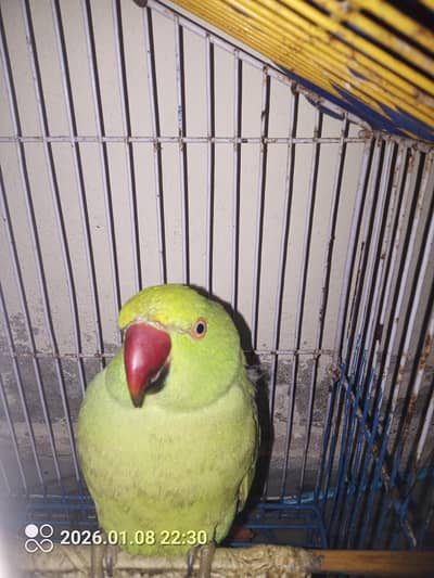 Green Parrot For Sale