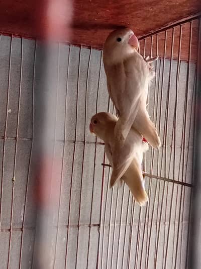 Albino Red. + Black eye