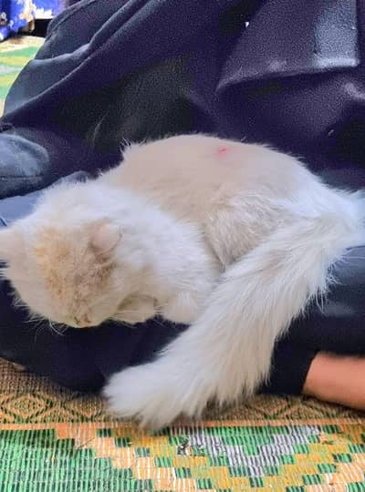 White Persian cat  Very Cute And Beautiful 