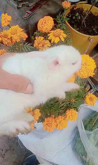 Red Eyes Rabbit Baby full white  active or healthy Hain