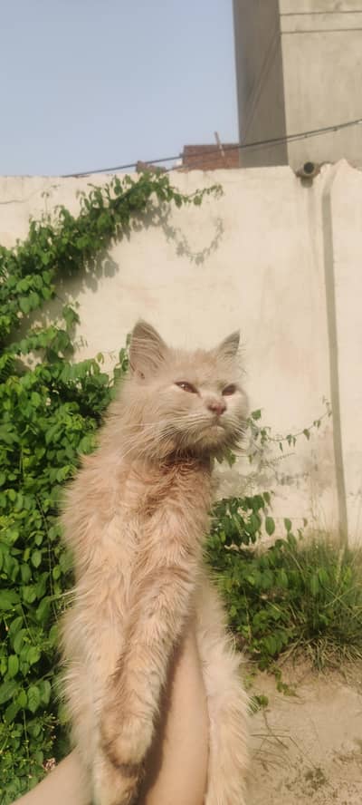 Cat for adoption urgent