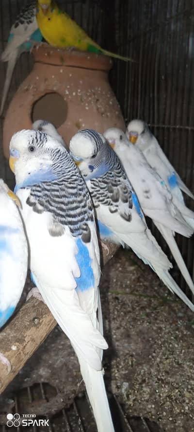 budgies paid undar saiz bireeder pair 12 pair