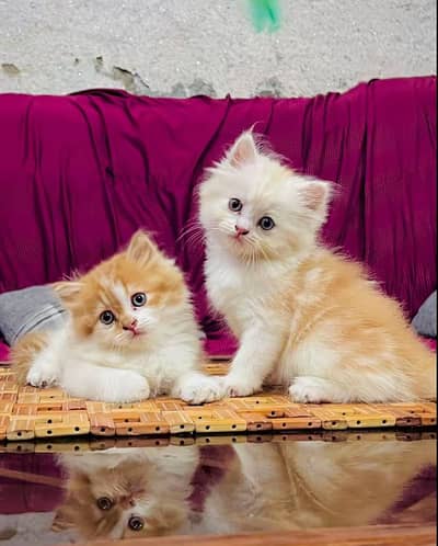 Persion cat 2month age for sale