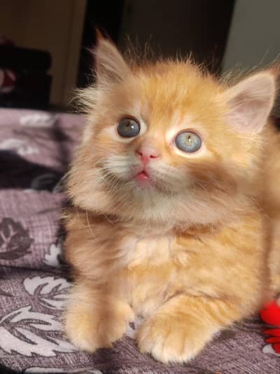 Persian kitten for sale
