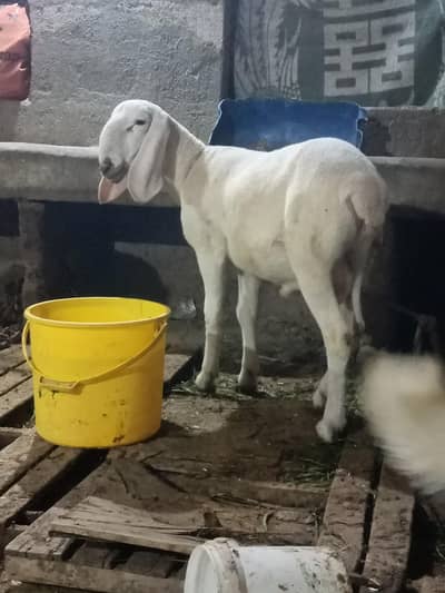 ak turki he or dusra turki cross