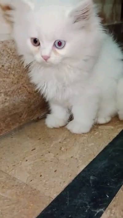 pairsian male and female kitten for sale