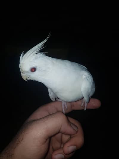 Pineapple Conure Pair Female Ki Aik Eye Nai Hai