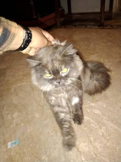 Persian cat  male for sale 1 year age