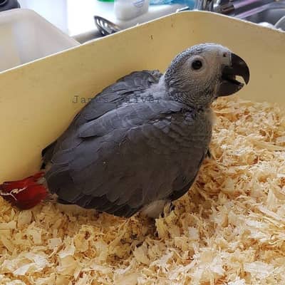 African grey parrot cheeks for sale 03496826931