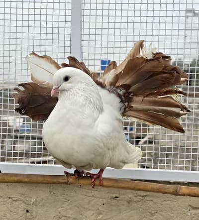 red tail male 4 sale