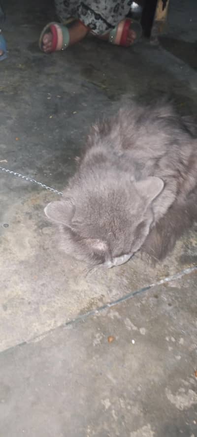 rear bread "British Longhair"