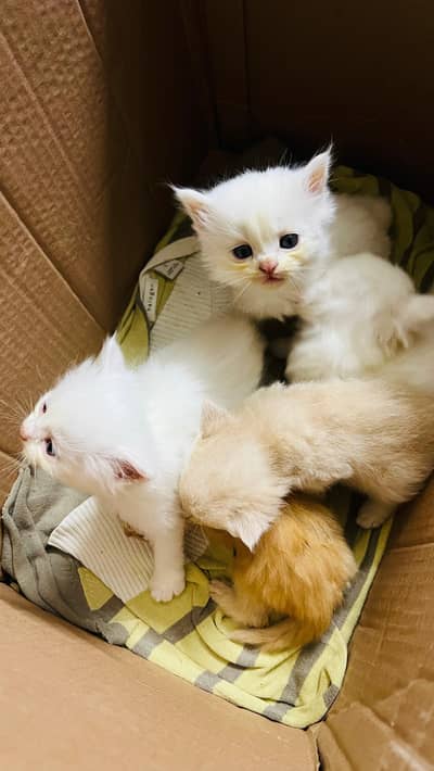 Persian Cat | Cute | White Persian Kitten | kittens | Cats For Sale