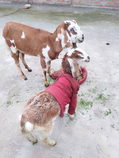 Bakri or 4 month ki bakri for sale