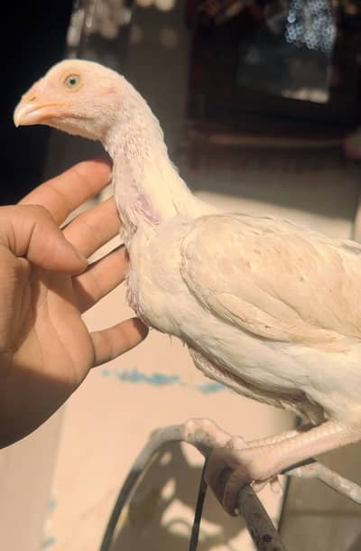 Heera aseel chicks for sale