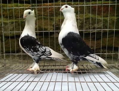 Sentinent pigeon available