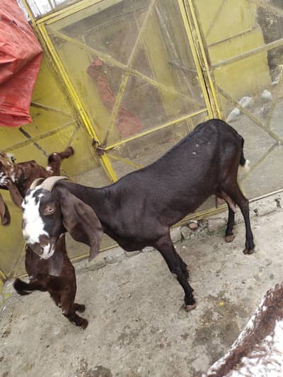 buhat ahchi nasal ki bakri hy  gabban hy