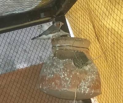 Finches ka pair sel ke liye available