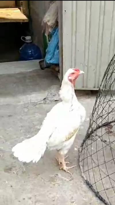 Heera aseel Madi mazboot jor white eyes