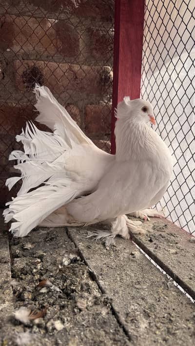 American Lakka top quality