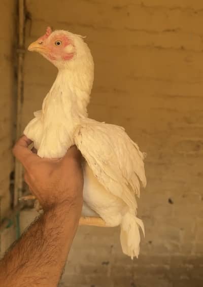 Heera aseel hen for sale