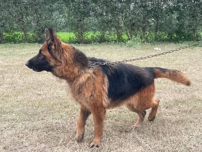 German shepherd female available contact on 03244264272