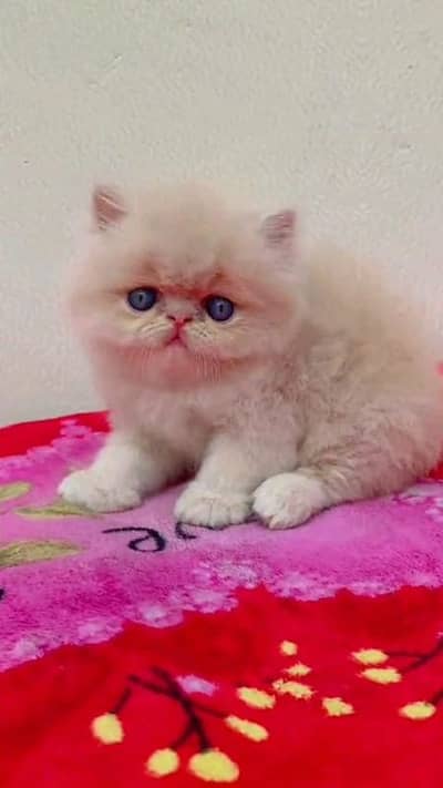 pairsian helthy and active male aur female kitten for sale