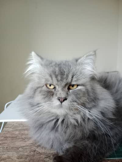 Persian cat double cot