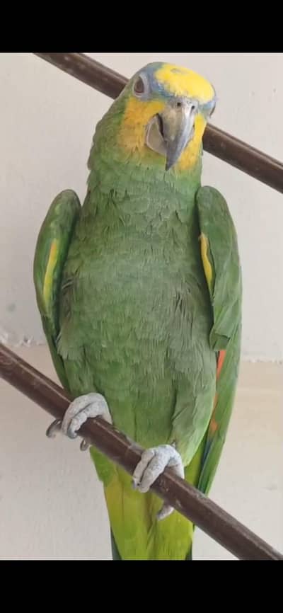 Orange wing breeder Amazon