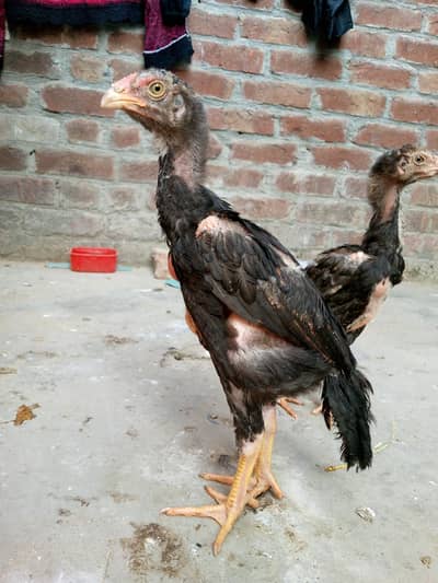 ماشاءاللہ بہت ہی صحت مند ہے ایکٹو ہے