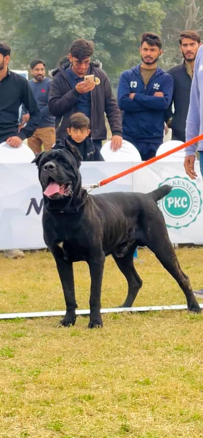 cane corso 03234696626