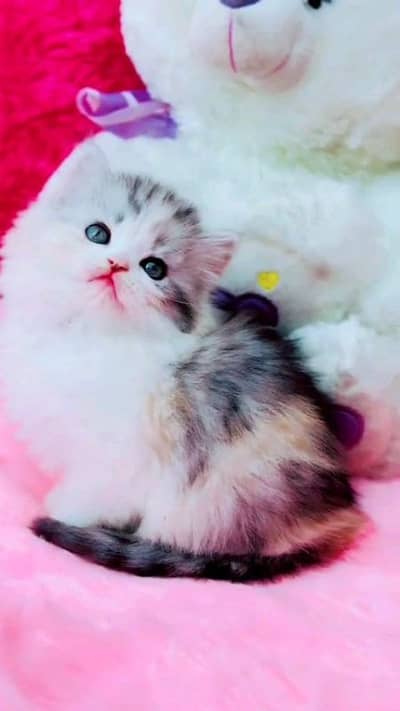 pure punch face triple coted kitten for sale