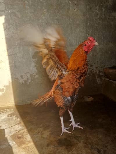 aseel Murga For Sale