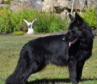 Black German shepherd Long coat, heavy bone structure for stud / cross