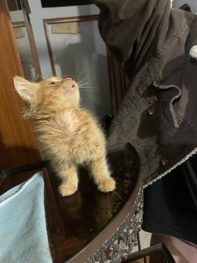 dark coffee brown male kitten / ginger male kitten contact 03426784950