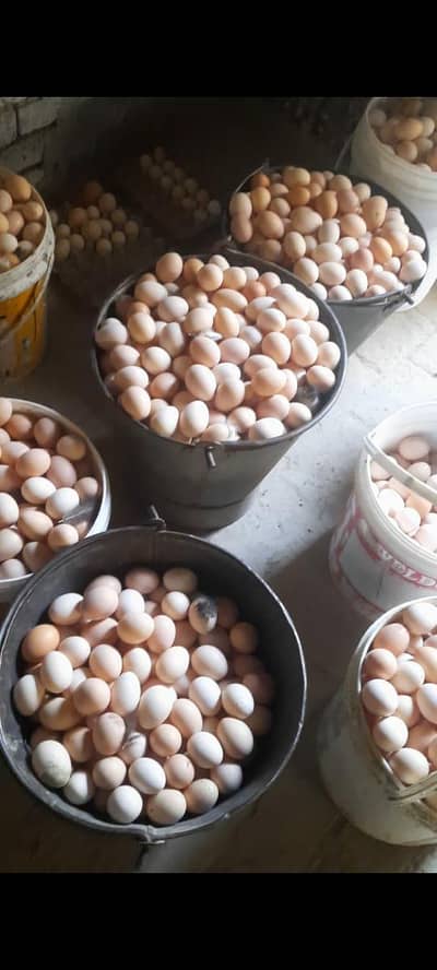pure desi eggs_Fresh desi eggs_organic desi eggs_wholesale&retail