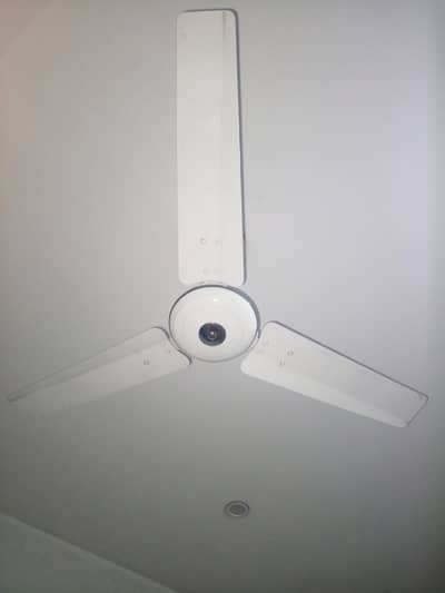 Royal Ceiling Fan For Sale