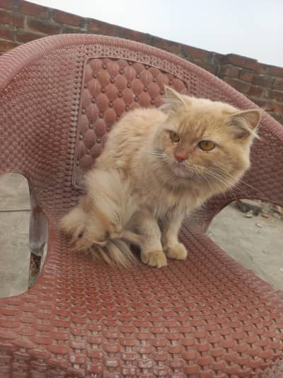 Simba is looking for new home