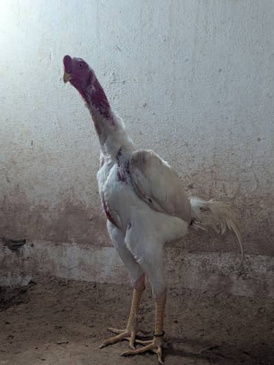 Japanese Aseel Shamo