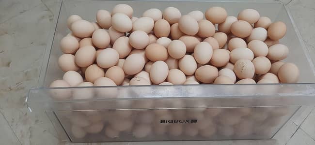 pure desi eggs_Fresh desi eggs_organic desi eggs_wholesale&retail