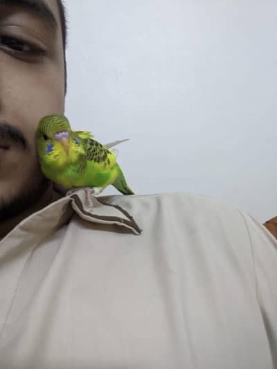 Hand Tame Budgie