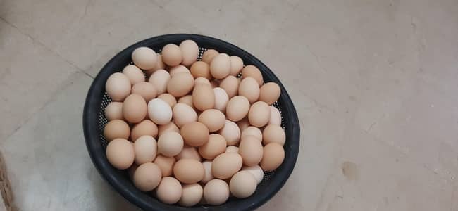 desi eggs/pure desi eggs/fresh desi eggs/