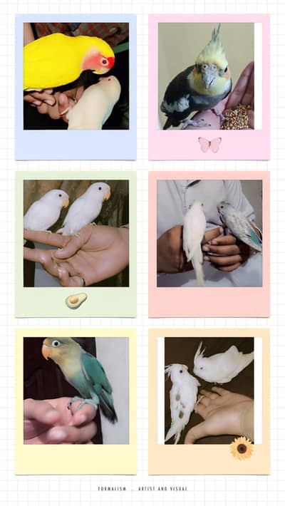 hande tame cocktail lovebird and budgies
