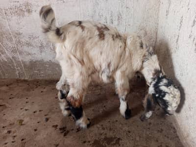 beetal male in shera print read add