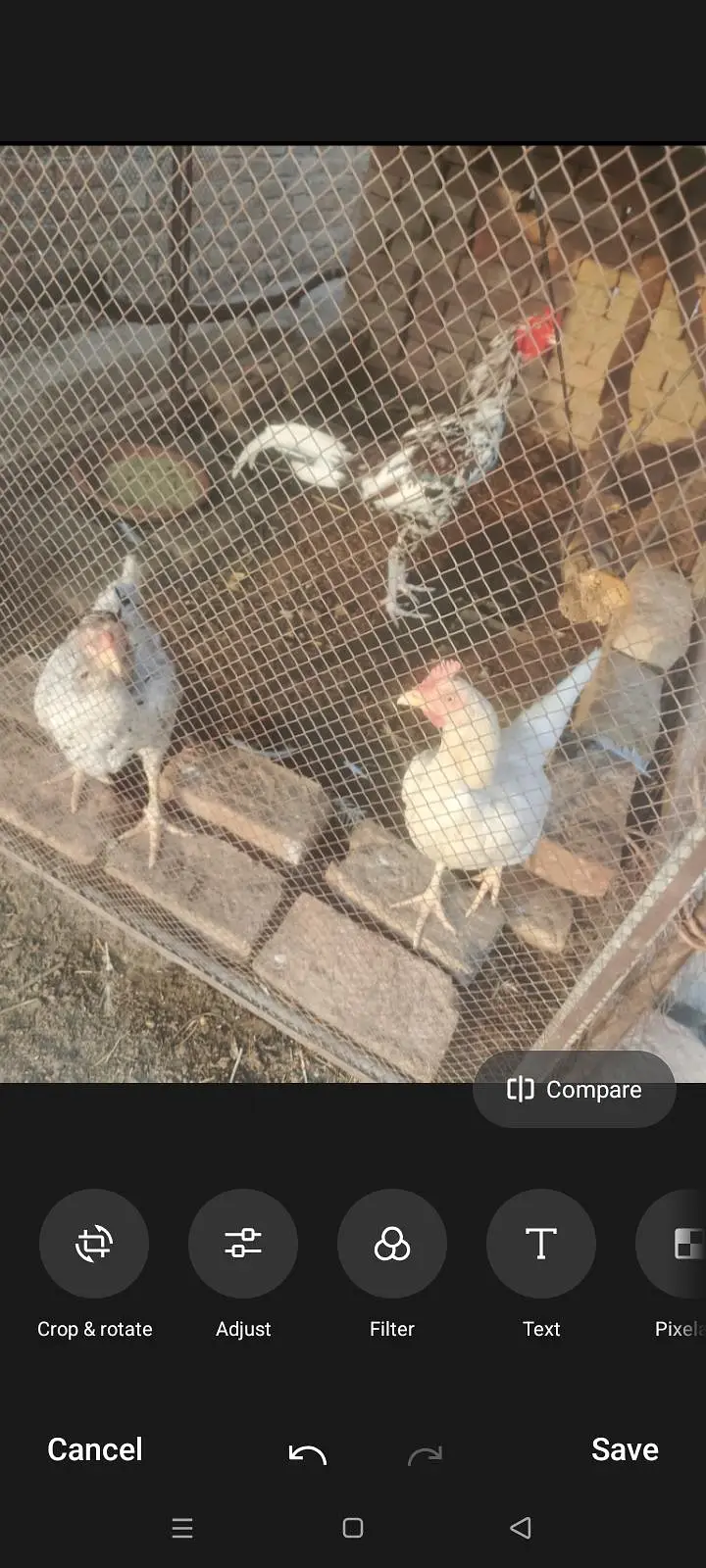 pure white desi murgi murgha pair egg derhi ha 9 egg deay — photo 2