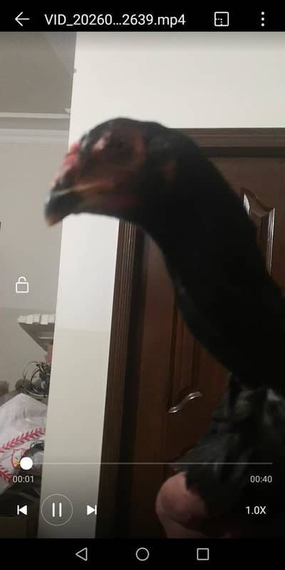 black oshamoo female s